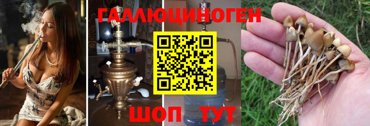 Псилоцибиновые грибы GOLDEN TEACHER Сатка
